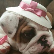 ghdg Outstanding female english bulldog available