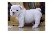 Gorgeous Male and Female English Bulldogs