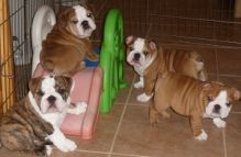 Hzd trained english bulldog pups