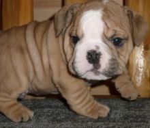 loving male and female English bulldog puppies for Adoption...