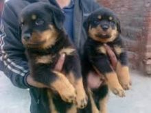 Nice and Healthy Rottweiler puppies ready. or Text ..(204) 813-1263
