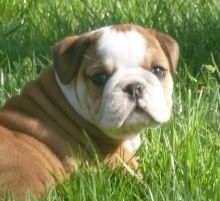 Outstanding quality male and female English bulldog puppies