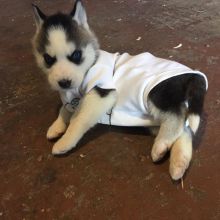 owesome Siberian Husky puppies ready to go