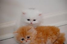 Persian Kittens.White Doll Persian Kittens