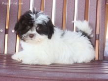 Super Cute Havanese Puppies