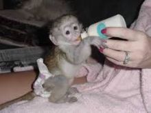 Tamed Baby Capuchin Monkeys available for adoption