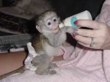 tamed capuchin monkeys for adoption
