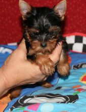 Yorkie puppies for Re-homing