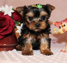 Yorkie Puppies Males & Females