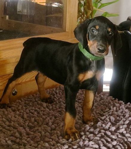Affectionate Doberman Pinscher Puppies Available Image eClassifieds4u