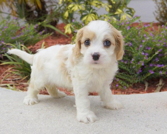 Awesome Bichon Frise Image eClassifieds4u