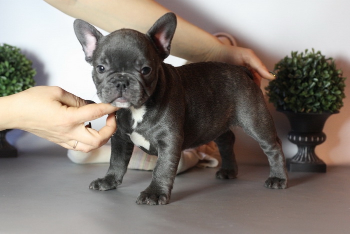 Beautiful French Bulldog Puppies Image eClassifieds4u