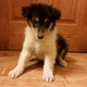 colie puppy for your good home Image eClassifieds4u