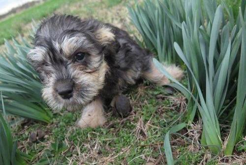 Dandie Dinmont Terrier Puppies Available For Caring Families Image eClassifieds4u