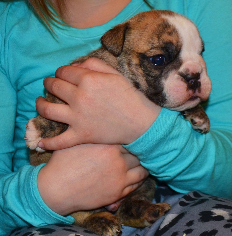 English Bulldog Puppies Image eClassifieds4u