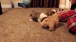 English Bulldog puppies for rehoming. Image eClassifieds4u