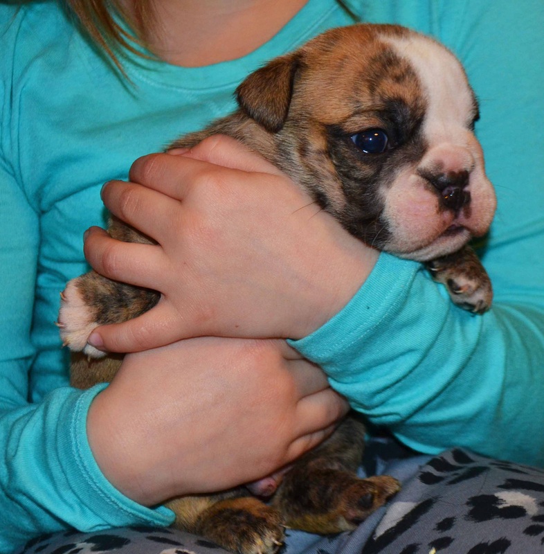 English Bulldog Puppy Image eClassifieds4u