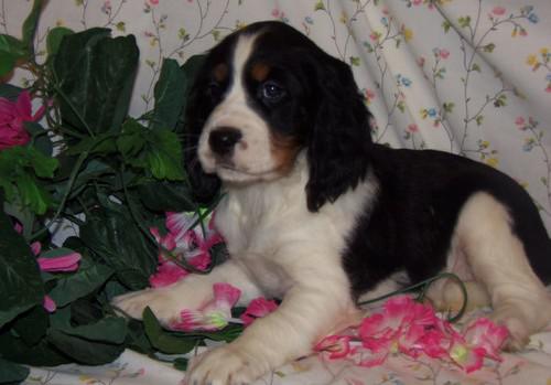 English Springer Spaniel Puppies Available For Caring Families Image eClassifieds4u