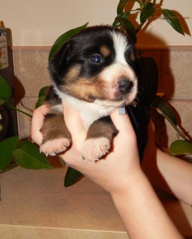 Entlebucher Puppies Available For Caring Families Image eClassifieds4u