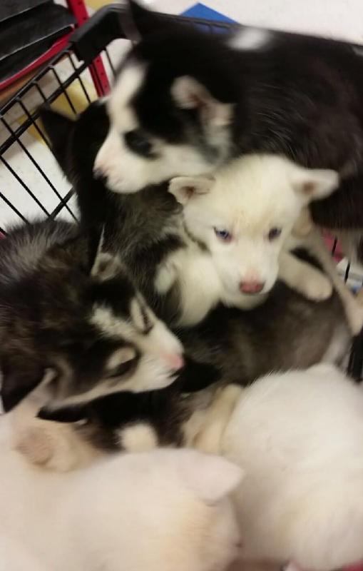 Fdhlkjfbln akc siberian husky puppies Image eClassifieds4u