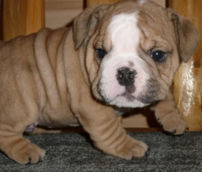 loving male and female English bulldog puppies for Adoption... Image eClassifieds4u