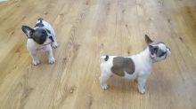 AKC Reg French Bulldog puppies ready now Image eClassifieds4U