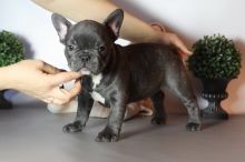 Beautiful French Bulldog Puppies Image eClassifieds4U