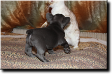 Blue French Bulldog Puppies Image eClassifieds4U