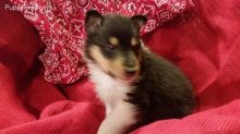 colie puppy for your good home Image eClassifieds4u 2