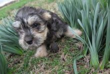 Dandie Dinmont Terrier Puppies Available For Caring Families Image eClassifieds4U