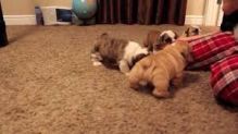 English Bulldog puppies for rehoming. Image eClassifieds4U