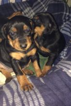 German Pinscher Puppies Available For Caring Families Image eClassifieds4U
