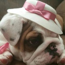ghdg Outstanding female english bulldog available Image eClassifieds4U