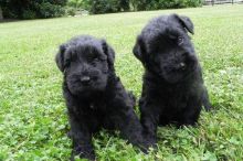 Giant Schnauzer Puppies Available For Caring Families Image eClassifieds4U