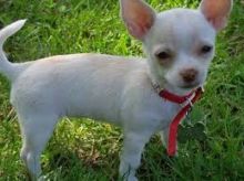 Male and Female Chihuahua Puppies Male and Female Chihuahua Puppies Image eClassifieds4u 1