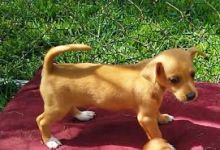 Male and Female Chihuahua Puppies Male and Female Chihuahua Puppies Image eClassifieds4u 2