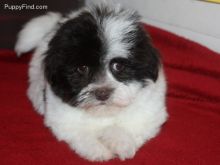 Super Cute Havanese Puppies Image eClassifieds4u 2