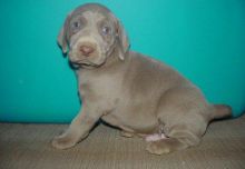 Weimaraner Puppies Available For Caring Families Image eClassifieds4U