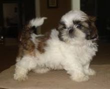 Xmcbvk quality shih tzu puppies Image eClassifieds4U