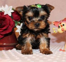 Yorkie Puppies Males & Females Image eClassifieds4U