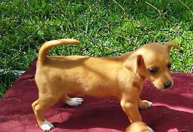 Male and Female Chihuahua Puppies Male and Female Chihuahua Puppies Image eClassifieds4u