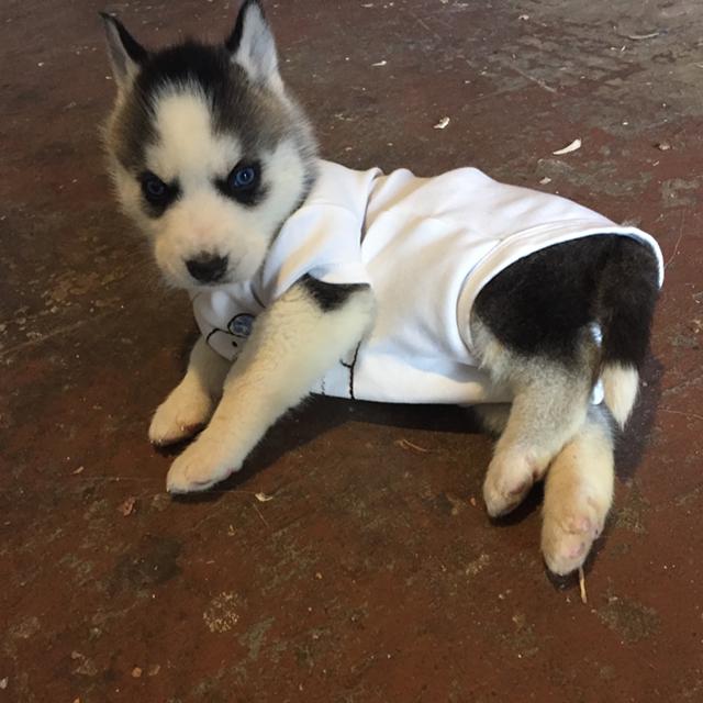 owesome Siberian Husky puppies ready to go Image eClassifieds4u
