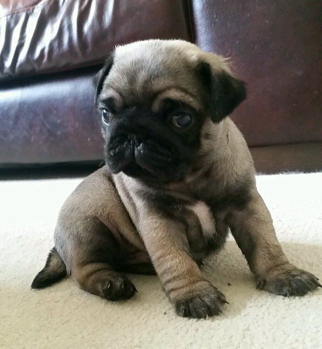 pug puppies Image eClassifieds4u