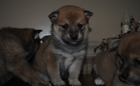 Registered Shiba Inu Puppy For Sale Image eClassifieds4u