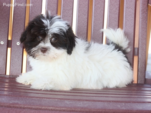 Super Cute Havanese Puppies Image eClassifieds4u
