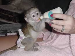 Tamed Baby Capuchin Monkeys available for adoption Image eClassifieds4u