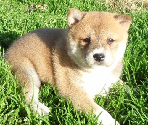 Vet checked and fluffy Shiba inu puppies Image eClassifieds4u