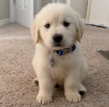 Adorable Male and Female Golden Retriever Available to Go Puppies For Sale, Text (251) 237-3423