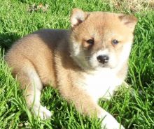 Adorable Shiba Inus for New Homes.