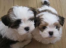 Cutest and Loving Lhasa Apso Puppies For Sale For Sale, Text (251) 237-3423